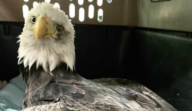 Bald eagles die after crashing during dispute in Bar Harbor