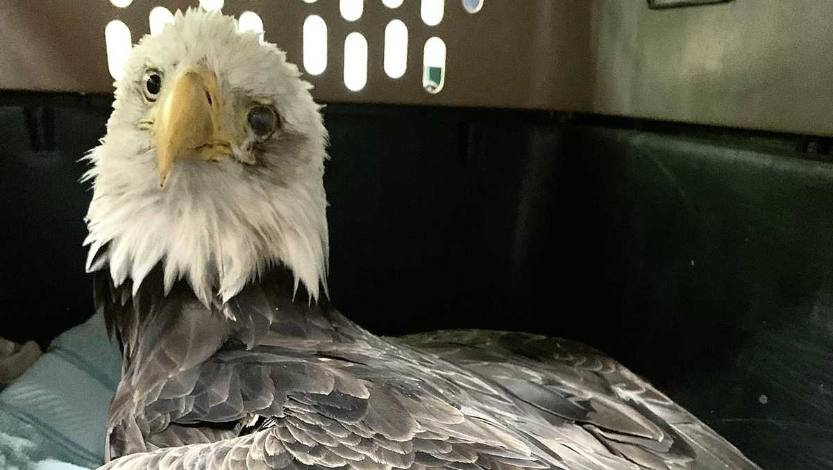 Bald eagles die after crashing during dispute in Bar Harbor