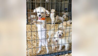 Rescued Maltese dogs available for adoption soon in Fort Worth
