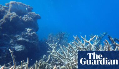 WA’s ‘longest and most intense’ marine heatwave killed coral across 1,500km stretch | Western Australia