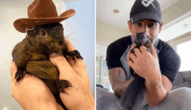 Peanut the squirrel