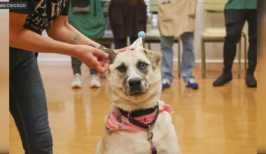 Tracy the dog gets adopted after 933 days at PAWS Chicago