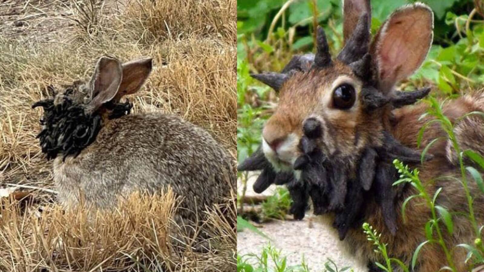Colorado rabbits spotted with scary ‘horns and tentacles’ on their head; experts warn locals of growth virus