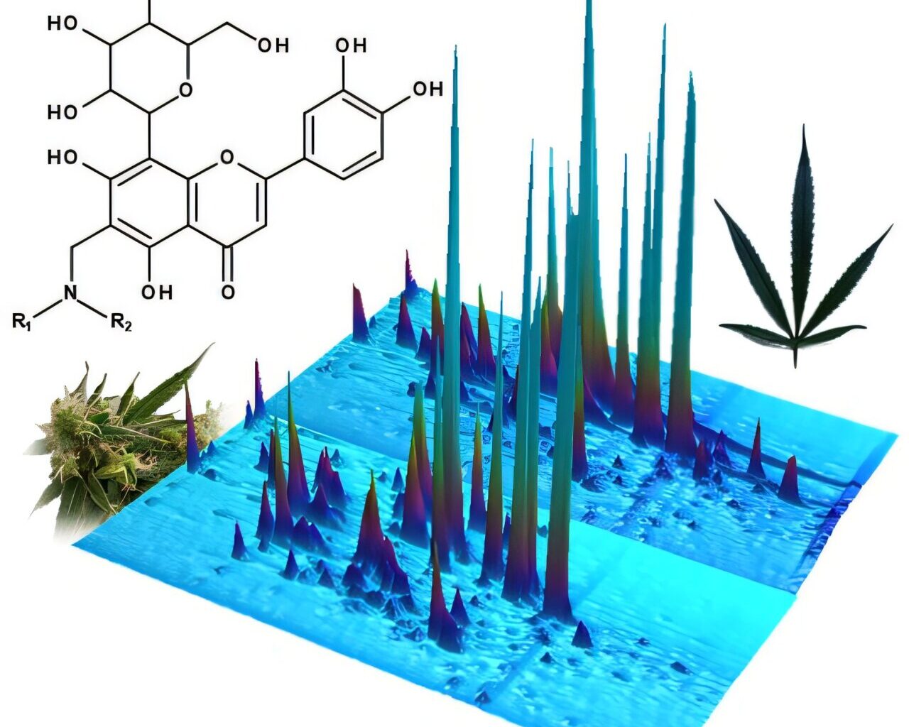 Don't throw away those cannabis leaves—they're packed with rare compounds