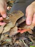 Scientist Sifting Through Leaf Pile Finds A Creature With Expert Camouflage