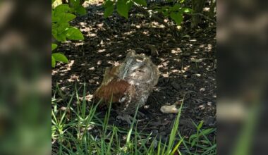 No One Knew Why This Owl Wouldn't Fly — Until They Looked Into His Eyes