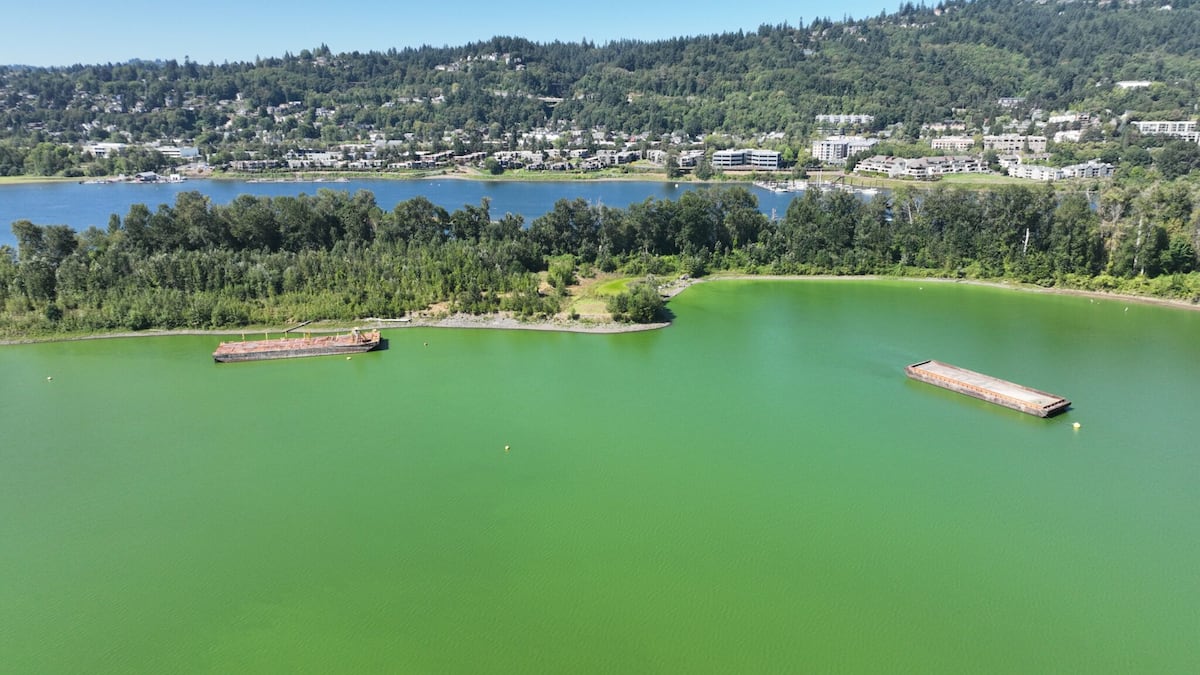 Annual algae bloom forms on Willamette River. A bill to stop it died in the Oregon House