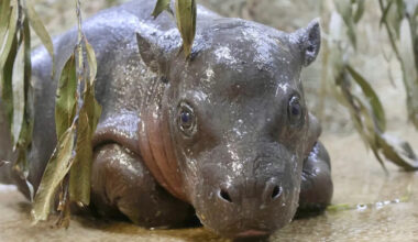Baby hippo goes viral after mom's stern look sends him straight to bed