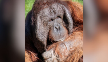 Phoenix Zoo orangutan, Michael, undergoes two surgeries for rare type of cancer