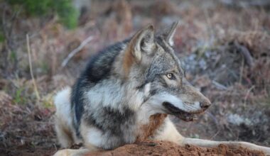 Isle Royale staff kill wolf that grew too reliant on visiting campers