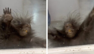 Porcupine Put In Time-Out Responds By Throwing The Most Adorable Tantrum