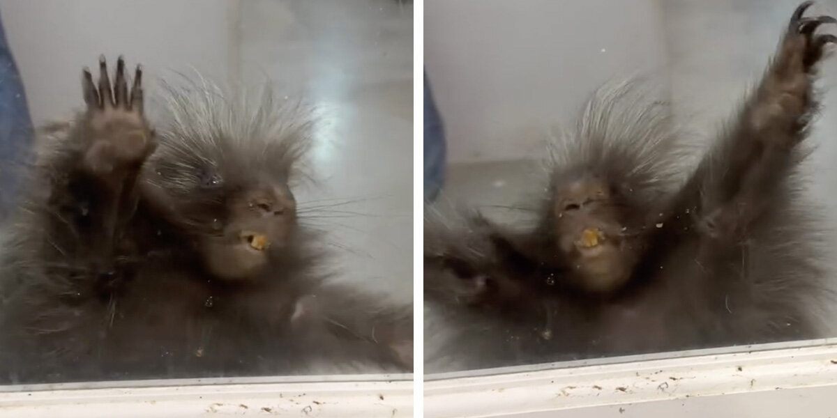 Porcupine Put In Time-Out Responds By Throwing The Most Adorable Tantrum