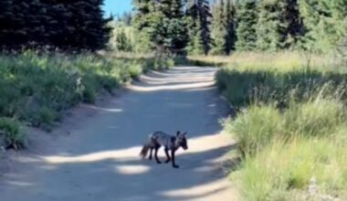 Hiker 'Awestruck' When Animal On Trail Is One Of 50 Left In The Wild