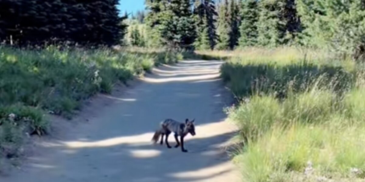 Hiker 'Awestruck' When Animal On Trail Is One Of 50 Left In The Wild