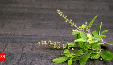 Tulsi can reduce cortisol by 36%; here’s how it works and the right way to use it
