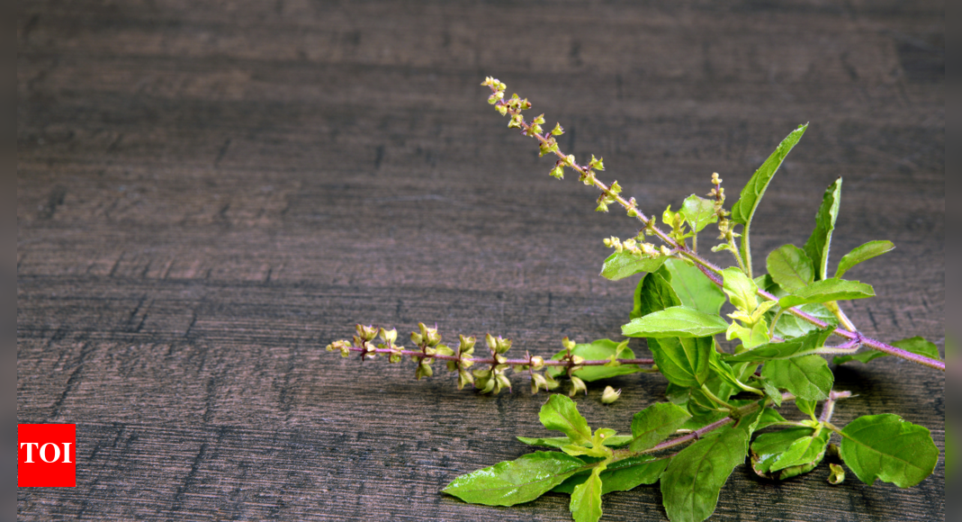 Tulsi can reduce cortisol by 36%; here’s how it works and the right way to use it