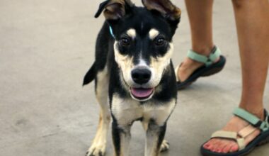 Images from the Humane Society of North Texas Mega Adoption Event – NBC 5 Dallas-Fort Worth