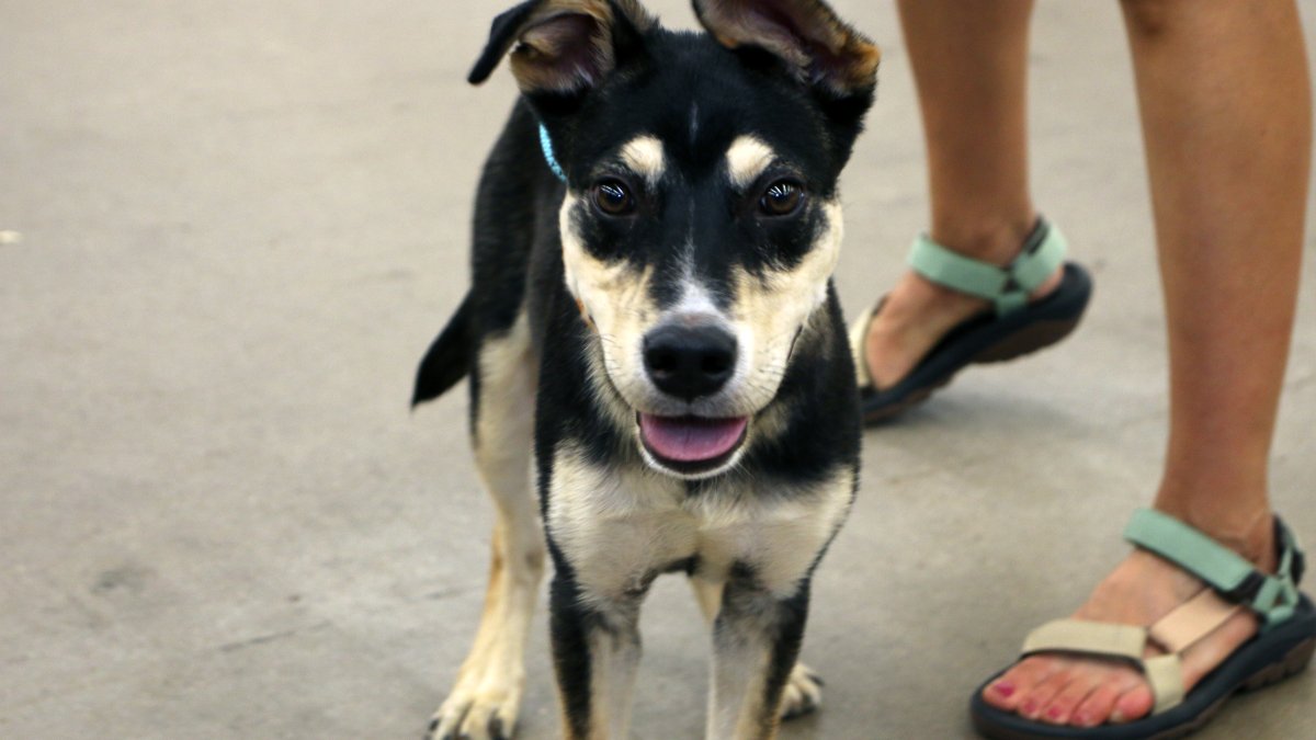 Images from the Humane Society of North Texas Mega Adoption Event – NBC 5 Dallas-Fort Worth