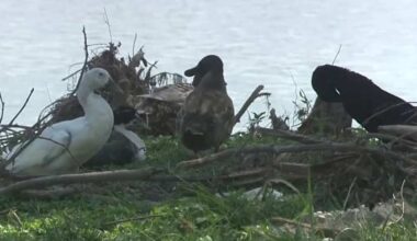 Which wildlife survived the Hill Country floods and which species conservationists are worried about