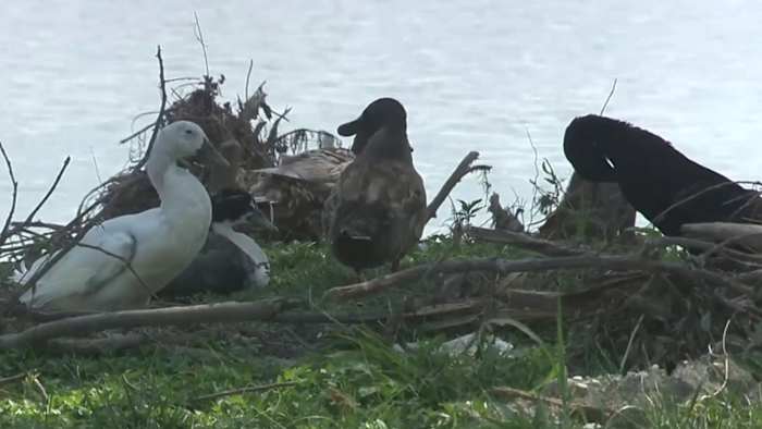 Which wildlife survived the Hill Country floods and which species conservationists are worried about