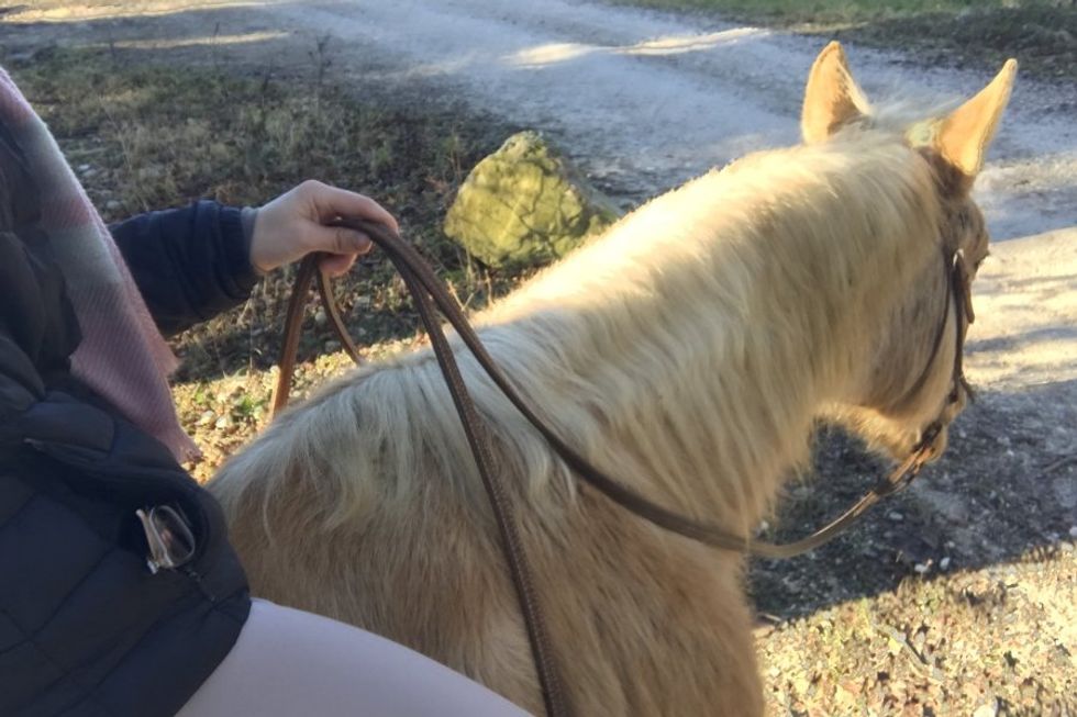 horse, reins, horseback riding, free rein, idioms