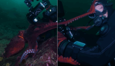 A 12 ft Octopus getting very close.