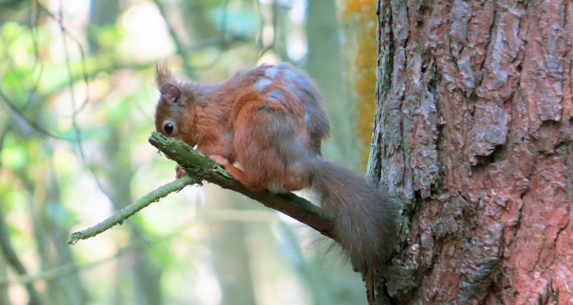 Squirrel Pox