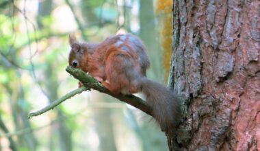 Squirrel Pox