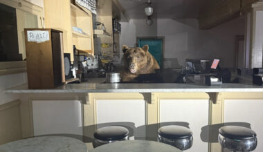 Enterprising Bear Fulfills His Dream Of Managing An Ice Cream Parlor