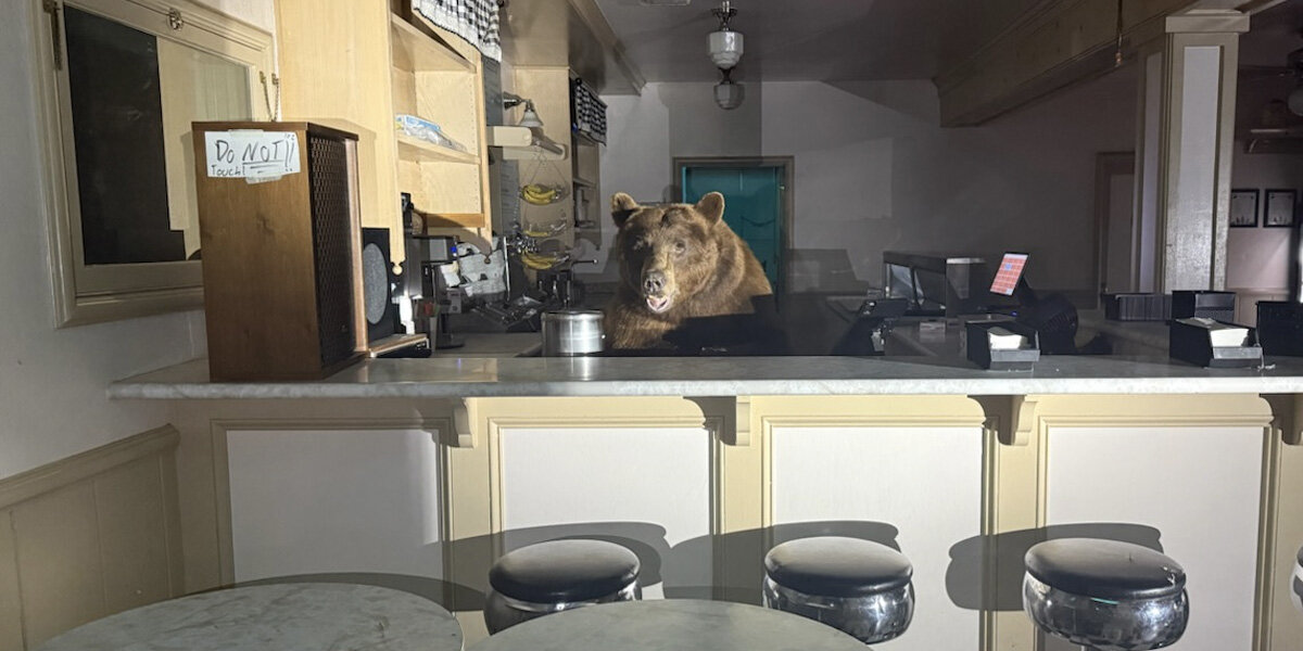 Enterprising Bear Fulfills His Dream Of Managing An Ice Cream Parlor