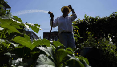 Hazel White, mother of Alicia White, who is the president and founder of the Project Petals, waters plants at Paradise Community Garden, Friday, Aug. 8, 2025, in Inwood, N.Y. (AP Photo/Yuki Iwamura)