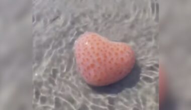 Beach Walker Baffled To Come Across An Animal Shaped Just Like A Heart