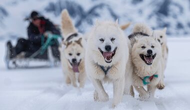 Sled dog DNA reveals hidden chapter in Greenland's history