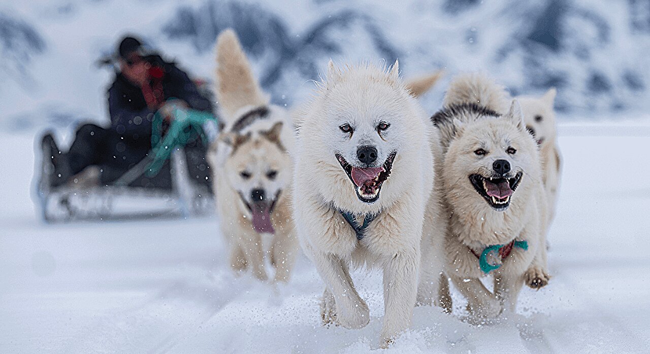 Sled dog DNA reveals hidden chapter in Greenland's history