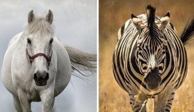Why do we domesticate some animals but not others? It's all about the four Fs.
