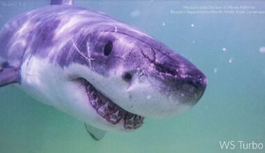 Great white sharks head north, following seals and alarming beachgoers
