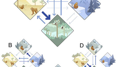 Our primate ancestors evolved in the cold—not the tropics