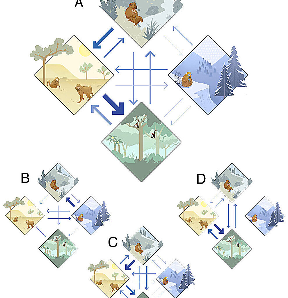 Our primate ancestors evolved in the cold—not the tropics