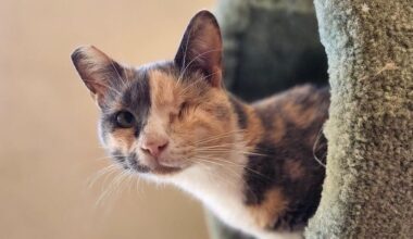 The Cat Lounge celebrates major milestone, cats