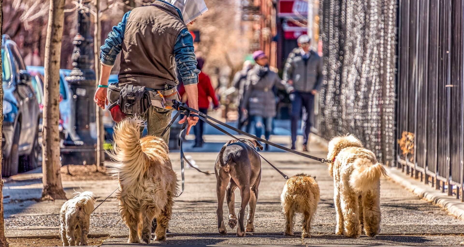NYC dog poop complaints spike, report shows