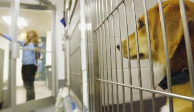 NYC animal shelters accepting pet surrenders again, speeding up new Bronx facility