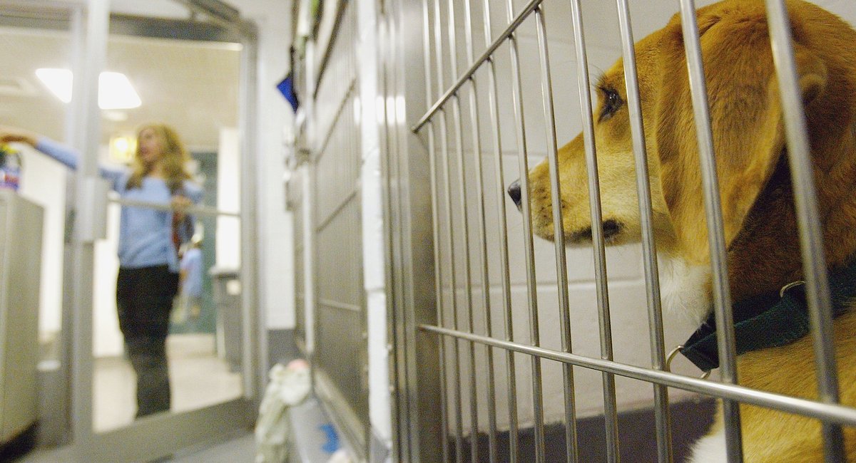 NYC animal shelters accepting pet surrenders again, speeding up new Bronx facility