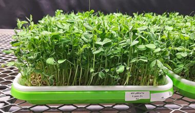 Fine-tuning zinc supplementation and light exposure to boost microgreens' nutrition