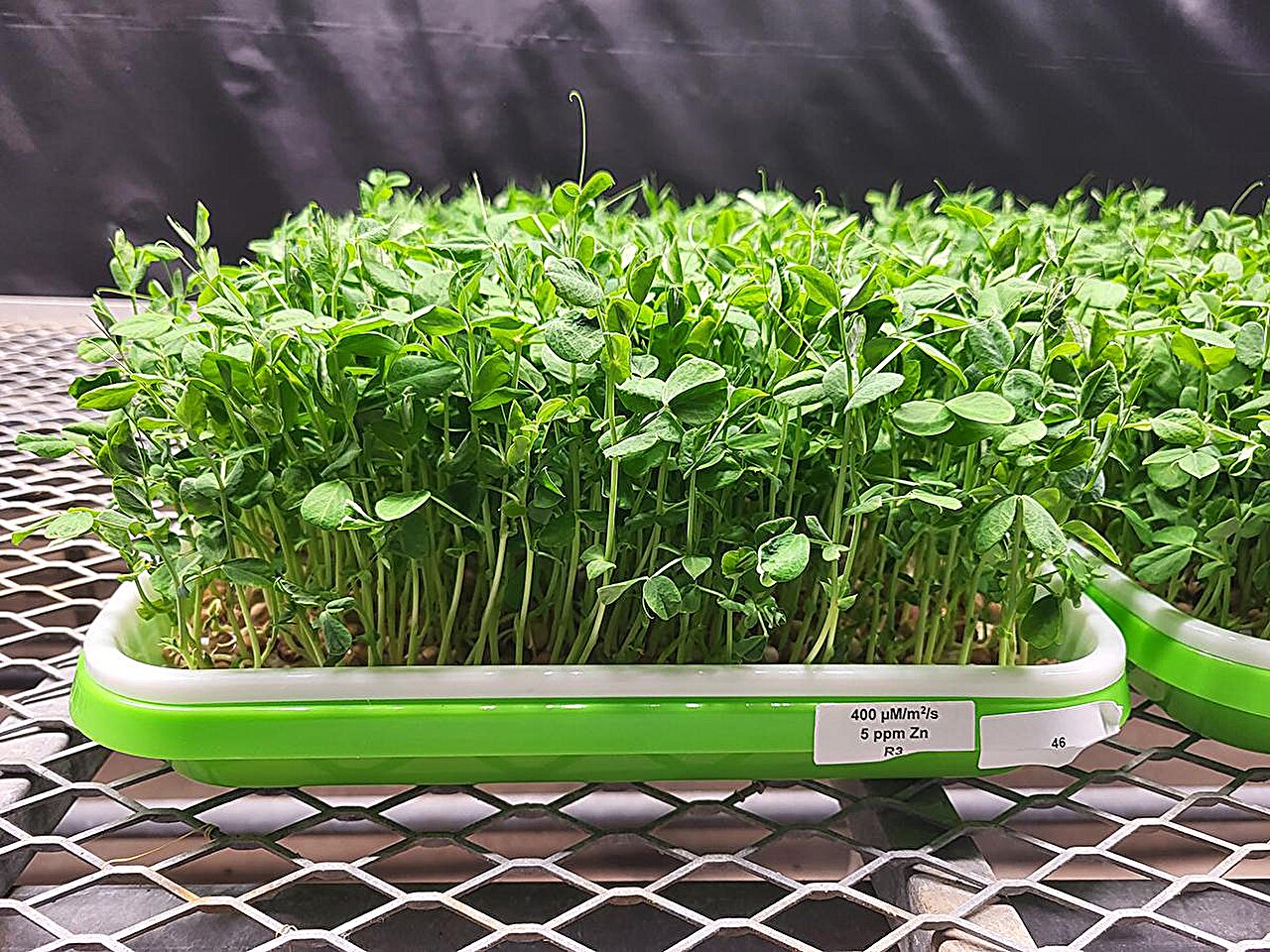 Fine-tuning zinc supplementation and light exposure to boost microgreens' nutrition
