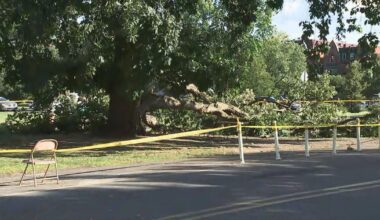 4 people hurt after tree falls near Please Touch Museum in Philadelphia, fire officials say