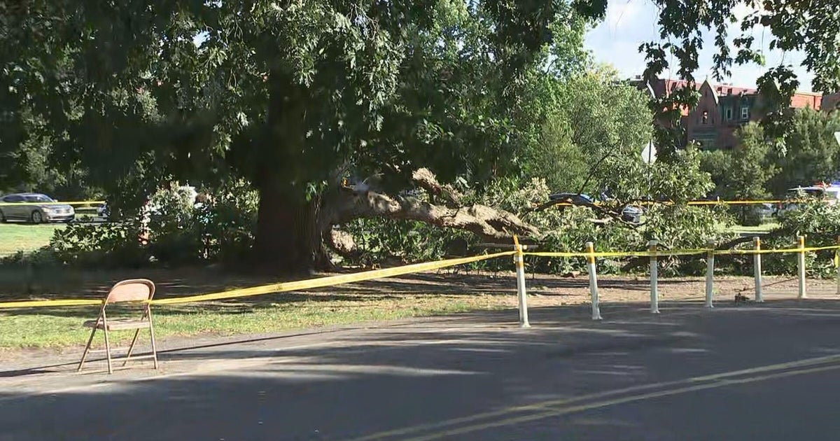4 people hurt after tree falls near Please Touch Museum in Philadelphia, fire officials say