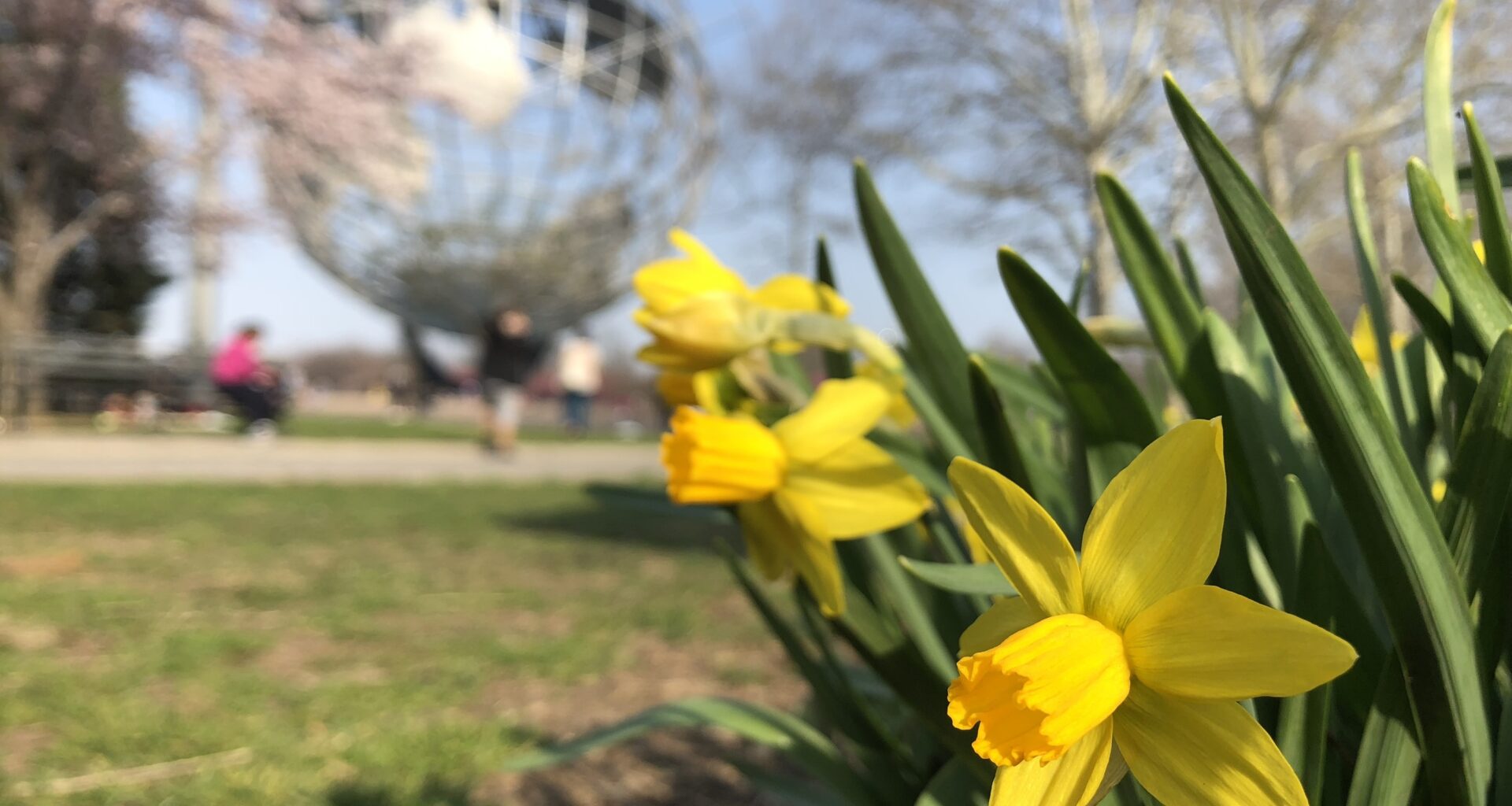 NYC’s Daffodil Project Returns With Free Bulbs This Fall
