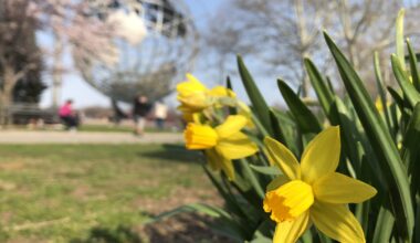 NYC’s Daffodil Project Returns With Free Bulbs This Fall
