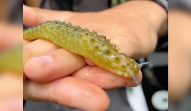 Wildlife Photographer Does A Double Take When He Encounters 'Moving Pickle'
