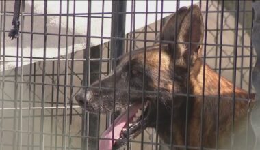 Monsoon: Phoenix animal rescue damaged by recent powerful storm
